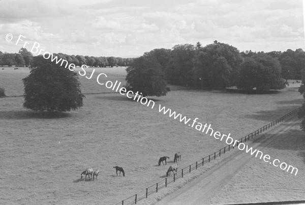 THOROUGHBRED MARES AND FOALS IN PADDOCK